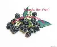 Саженцы ежевики купить в Уфе - SellBuy